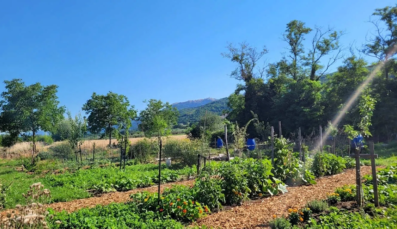 Organic vegetable garden and orchard in the hills of Central Italy, with rows of vegetables and flowers under a clear blue sky and mountains behind